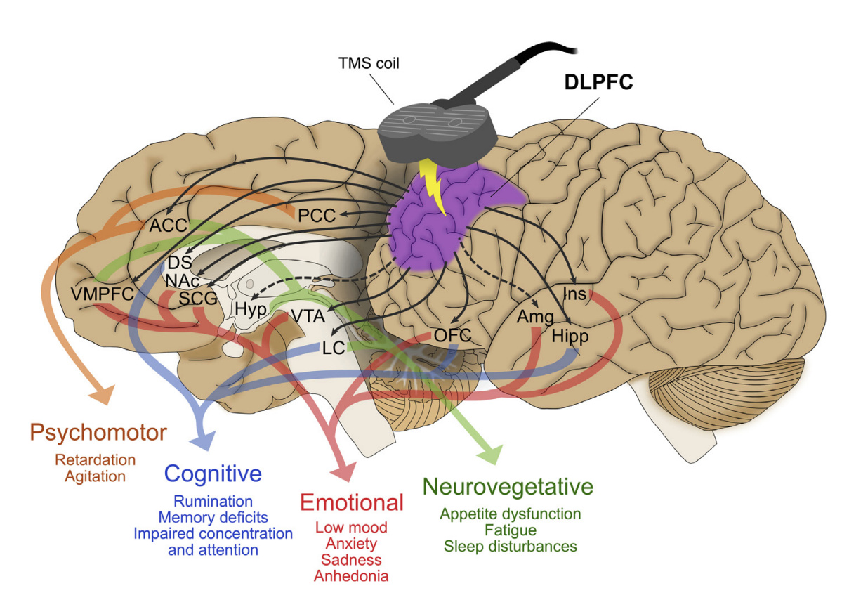 How TMS works on Brain Networks