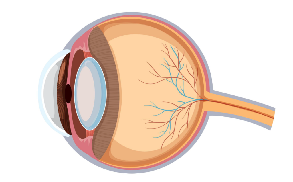 RETINAL VEIN
