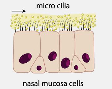 Cilia deals in nose